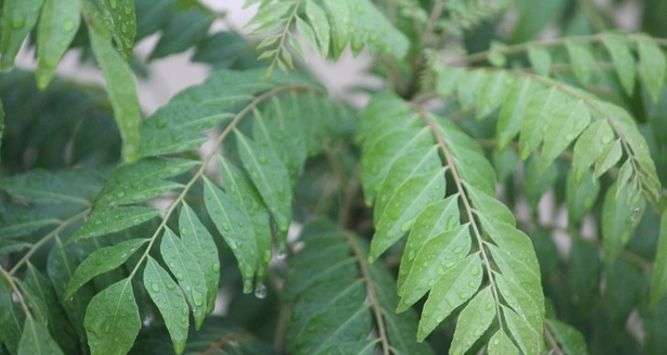 - Home Remedies of Hair Fall and Regrowth