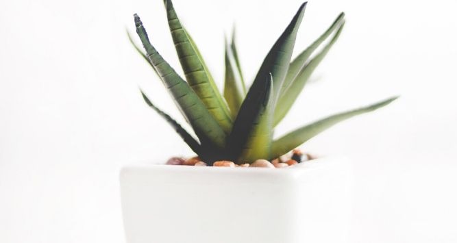 - AloeVera Gel